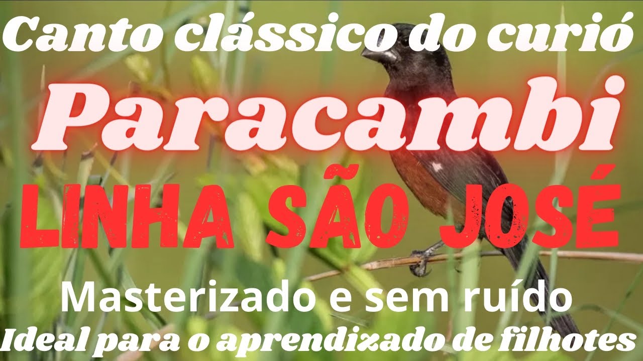 Canto do Curió Paracambi São José Para Aprendizado de Filhotes.