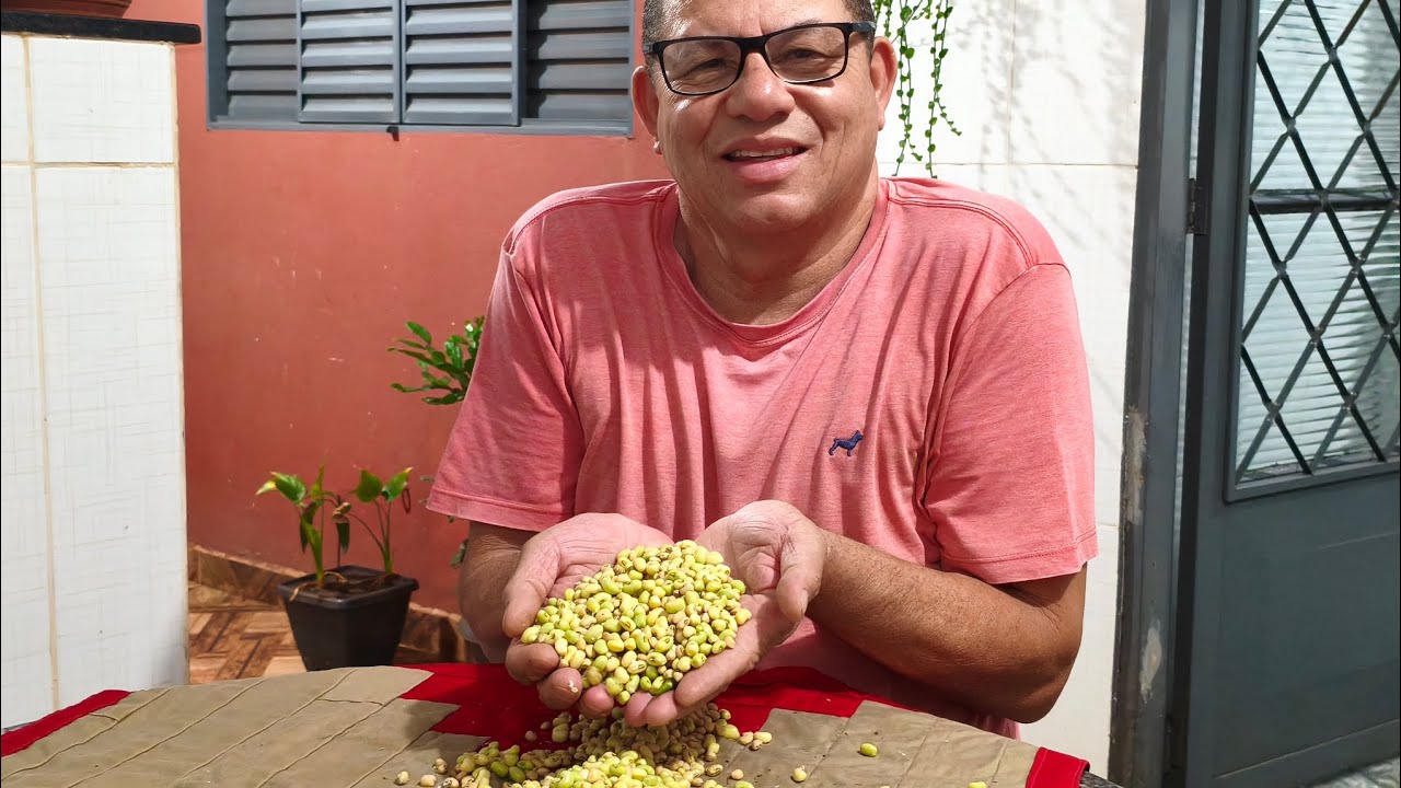 A PRIMEIRA COLHETA DE FEIJÃO 🫛🫛#agro #roça 