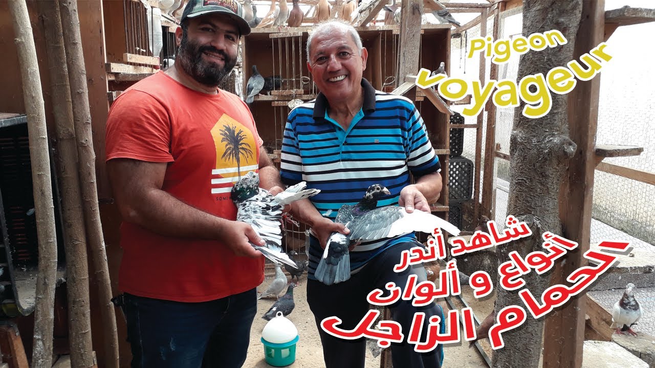 les couleurs les plus rares de pigeons voyageursشاهد أندر أنواع و ألوان الحمام الزاجل عند المخضر