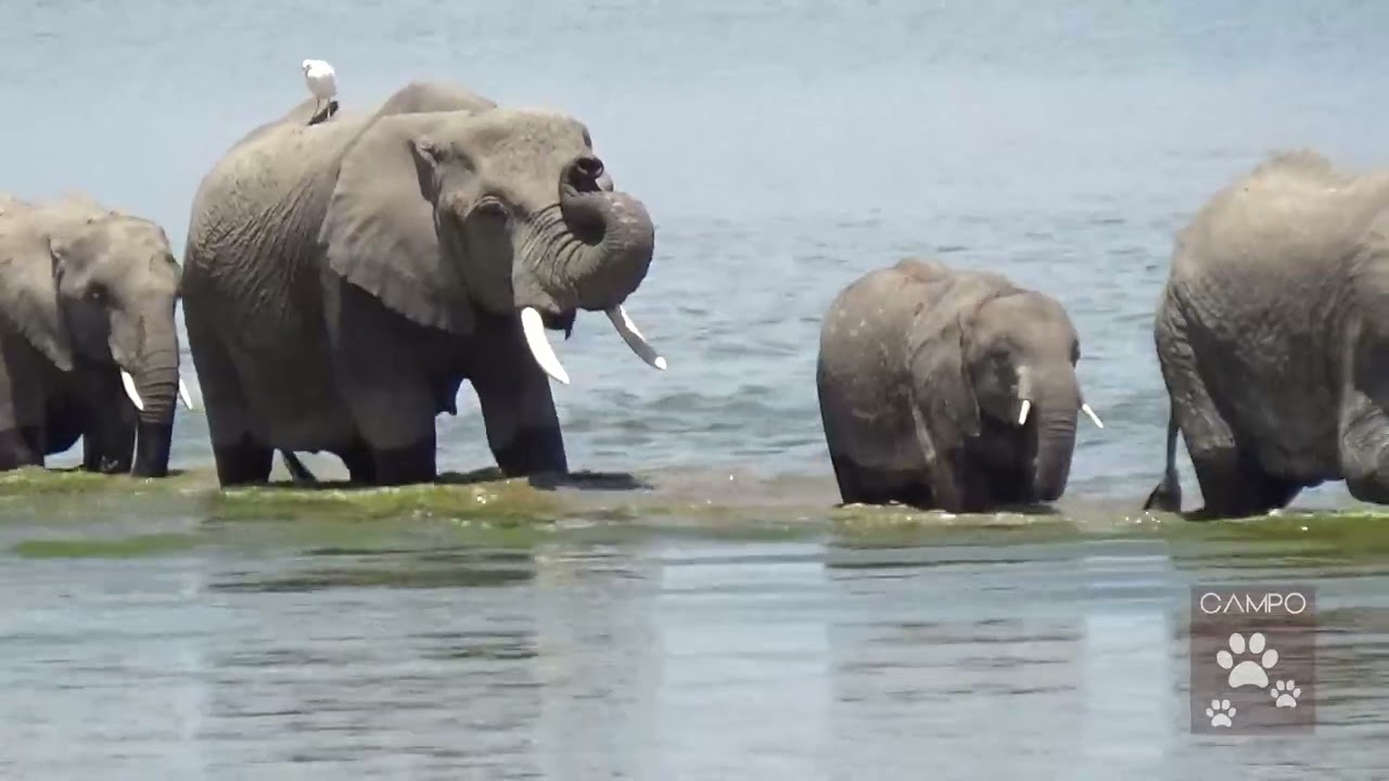 Elephants Crossing a Swamp at Amboseli National Park, Kajiado, Kenya