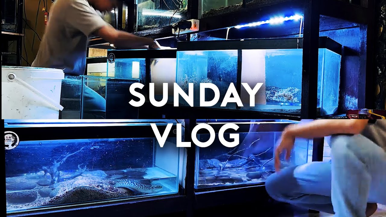 HUNTING BATU PASIR & SETTING AQUARIUM UNTUK CHANNA DAN CICLID SEHARIAN!!!!