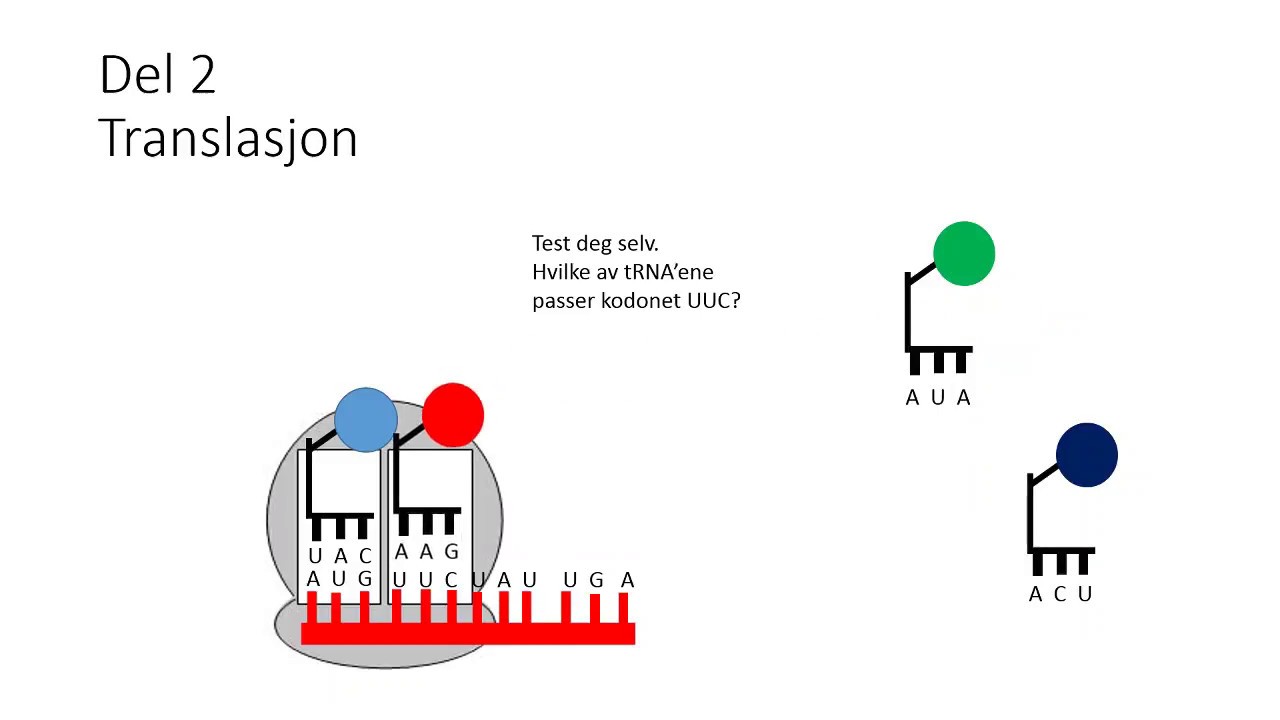 Proteinsyntesen Naturfag. Perfekt for muntlig eksamen