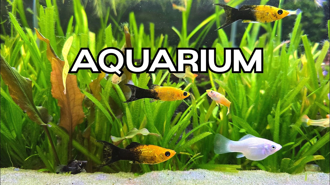 🔴Relaxing Aquarium 🐟 Peaceful Fish Tank with Water Sounds for Study, TV & Sleep