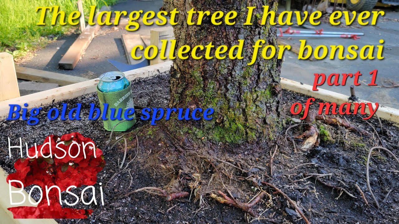 A huge collected blue spruce you would have a hard time bringing this one down off a mountain.