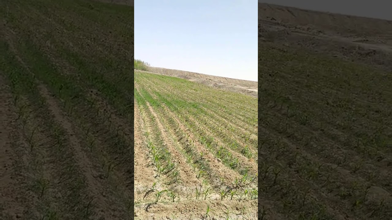 تكلفه فدان الذره الابيض مع ضيف متميز للتواصل 01125123076