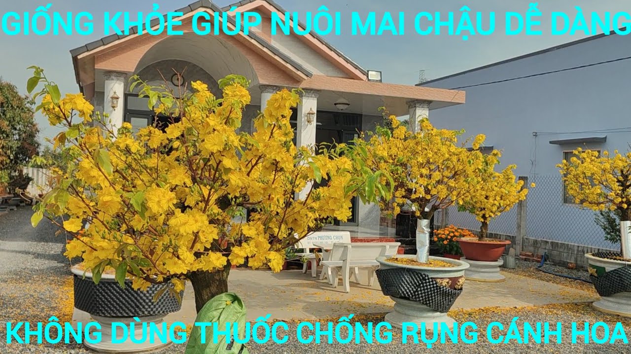 Clip136: Cách làm cho việc nuôi mai chậu dễ dàng bằng giống khỏe bà chất trồng bền vững
