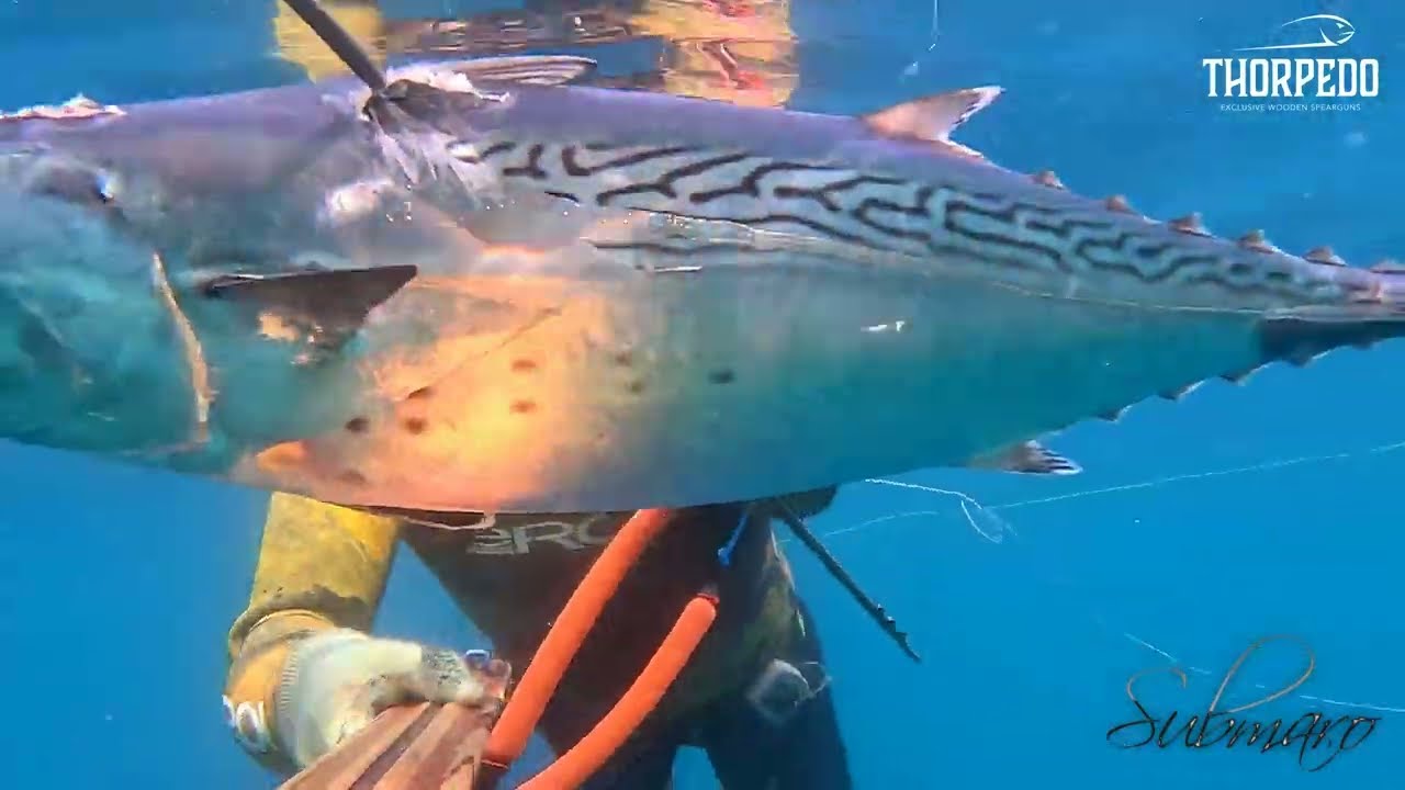 Pesca Sub: 