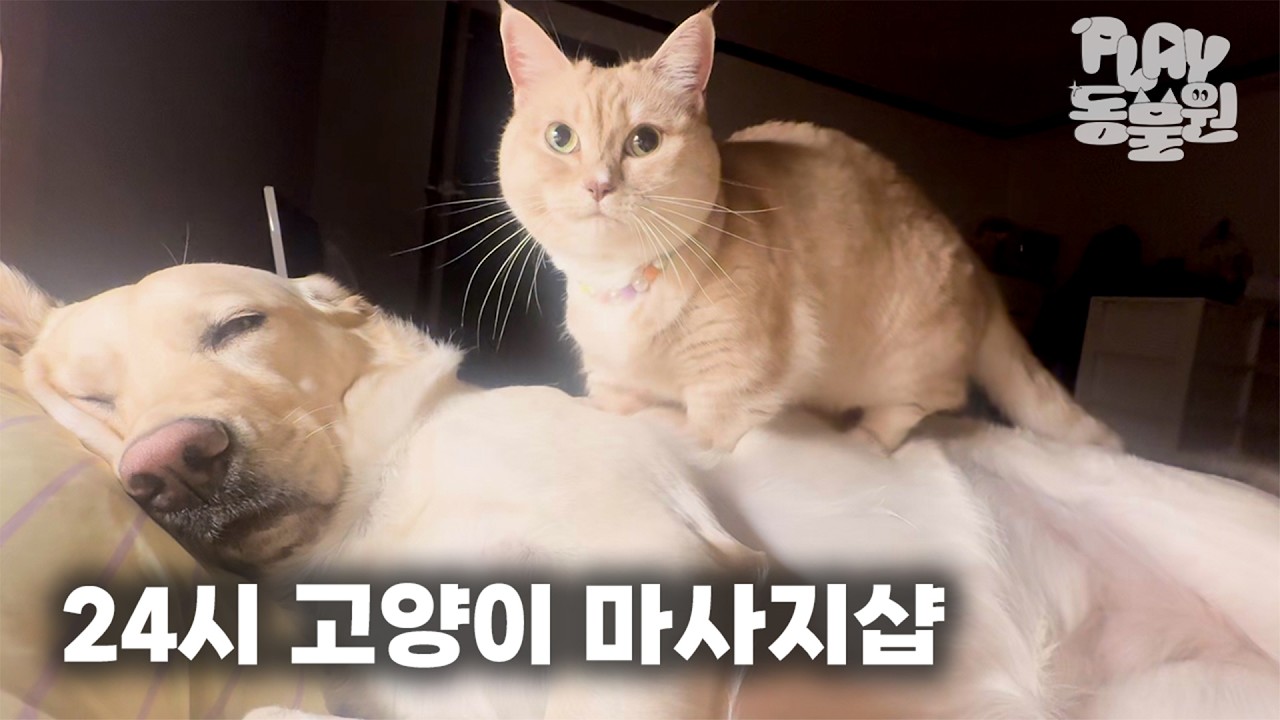 [SUB] 리트리버 위에서 '의문의 행동'을 하는 고양이? 손맛 장인의 마사지 기술 | 박씨네 편 | Cat's 'mysterious behavior' on Retriever?