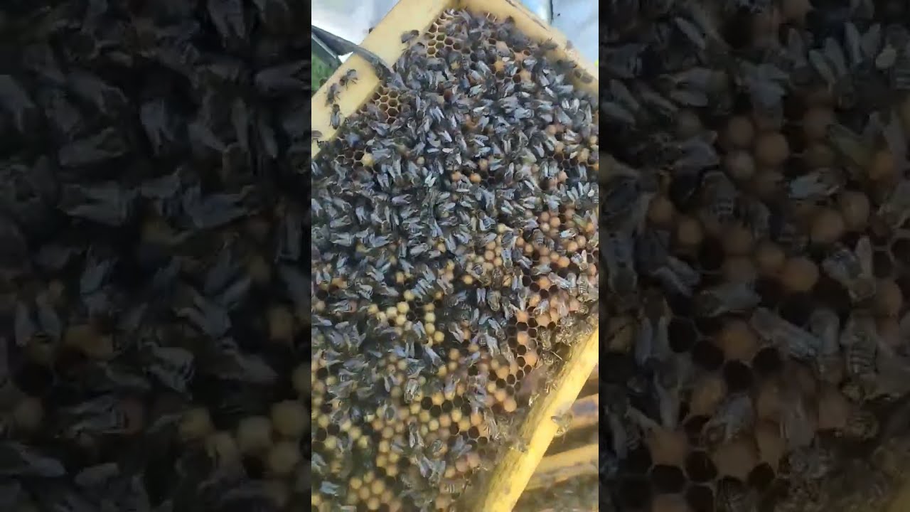 تربية ذكور النحل.. كنز الخلية الضائع.... منقول