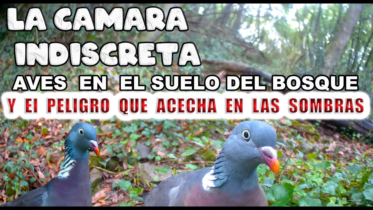 Aves en el suelo del bosque y... el peligro que acecha en las sombras.