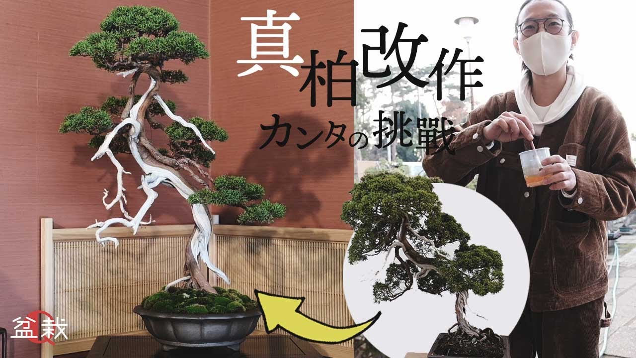 【真柏改作】若手盆栽家22歳、カンタの挑戦【盆栽Q】