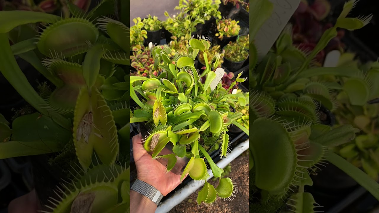 Dionaea muscipula Big Vigorous
