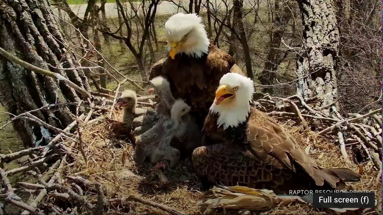 Decorah Eagles 4-22-20, 2:30 pm Mom arrives with grasses, DM2 standoff