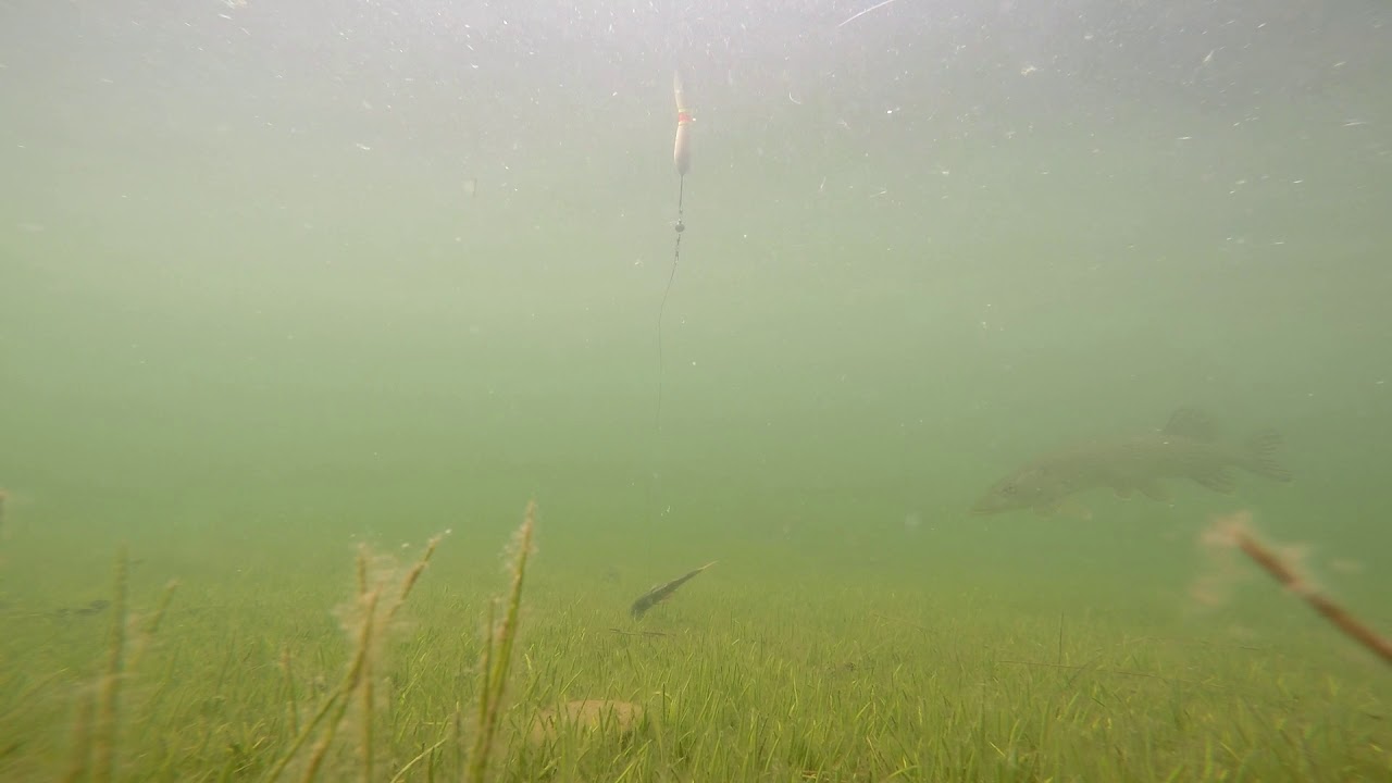 Hecht Livebiss auf toten K&ouml;fi unter Wasser