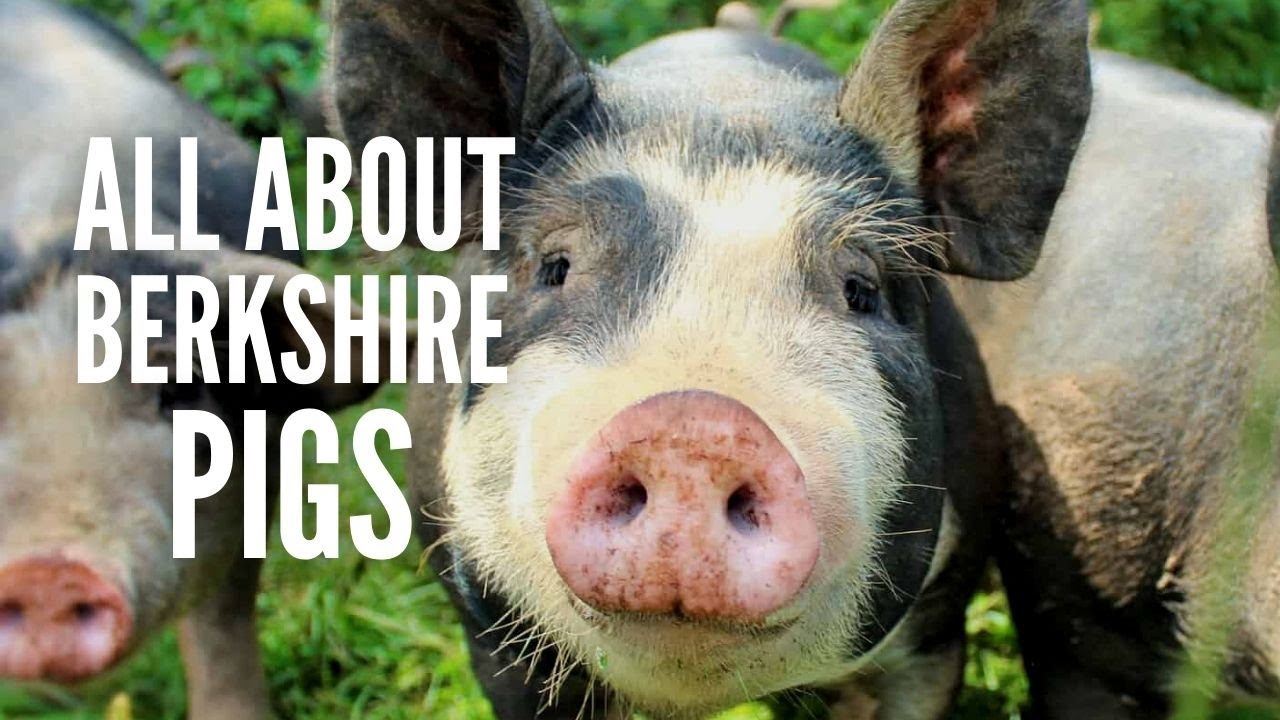 Berkshire Pigs: All You Need to Know