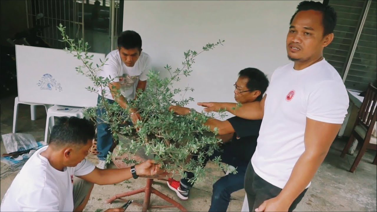 BONSAI TUTORIAL: Styling a Pemphis Acidula by the ILBS