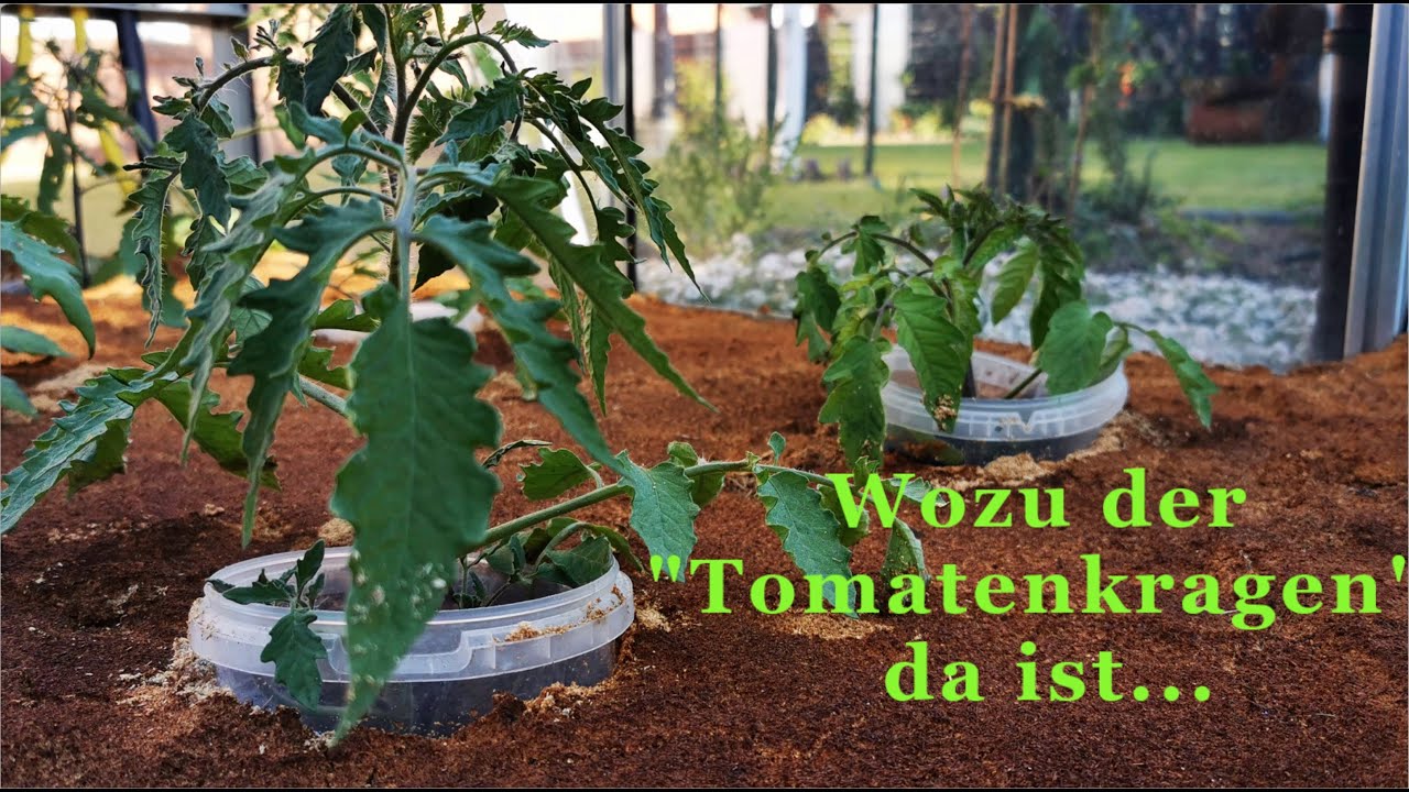 Tomatenkragen