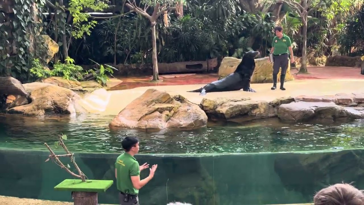 Seal’s Funny Show At Singapore Zoo #travel #views #animals #cute 