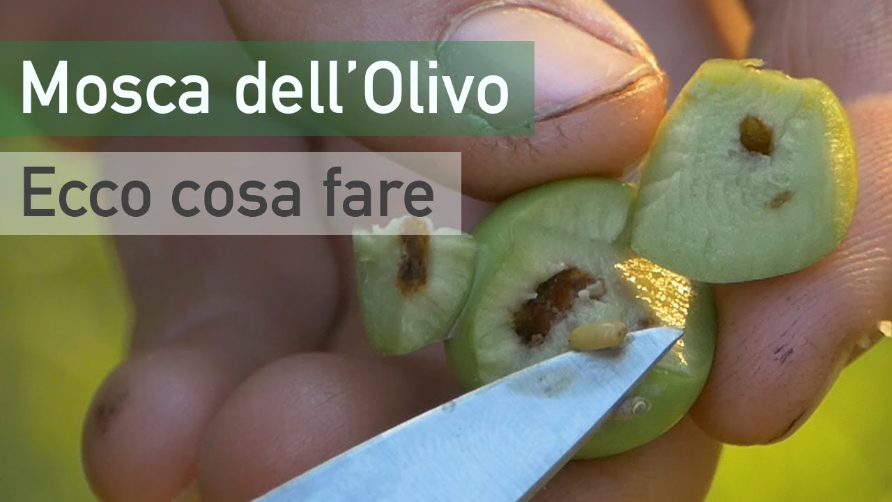 MOSCA DELL'OLIVO: ecco cosa  fare