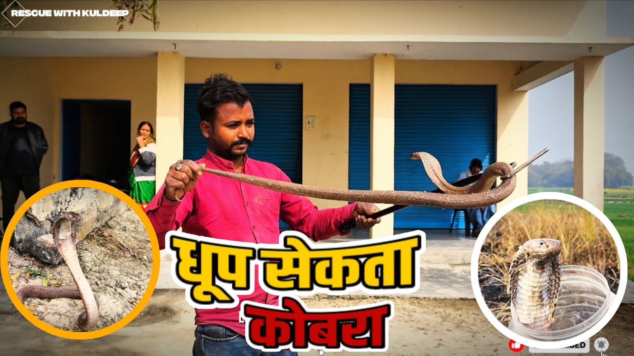 ऐसा मंजर आपने अपने जिंदगी में कभी नहीं देखा होगा कैमरा में कैद हो गया जहरीला कोबरा  #snake 