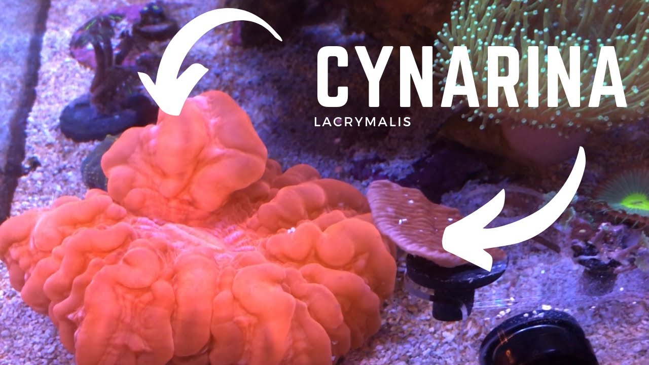 cynarina coral care