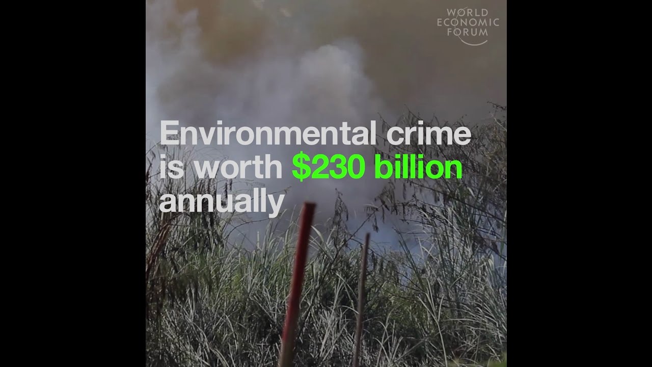 Environmental crime is worth as much as $230 billion annually