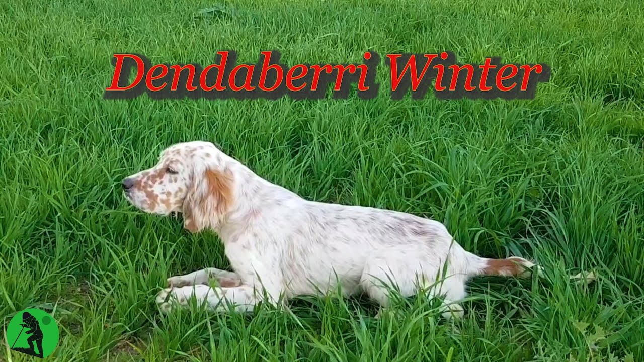Dendaberri WINTER is coming!!! ❄😜🐶 Caza con setter inglés. (2020)
