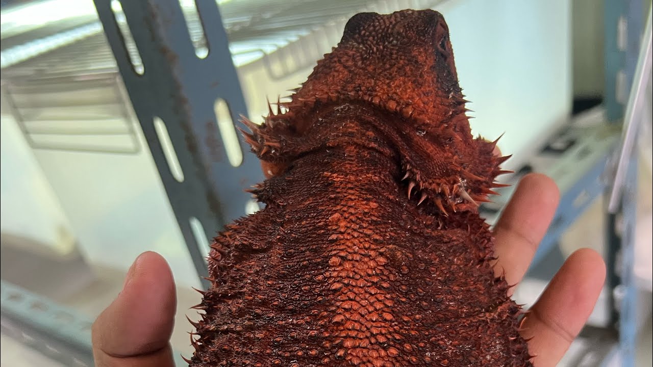 The Craziest Bearded Dragons in Thailand are here! 