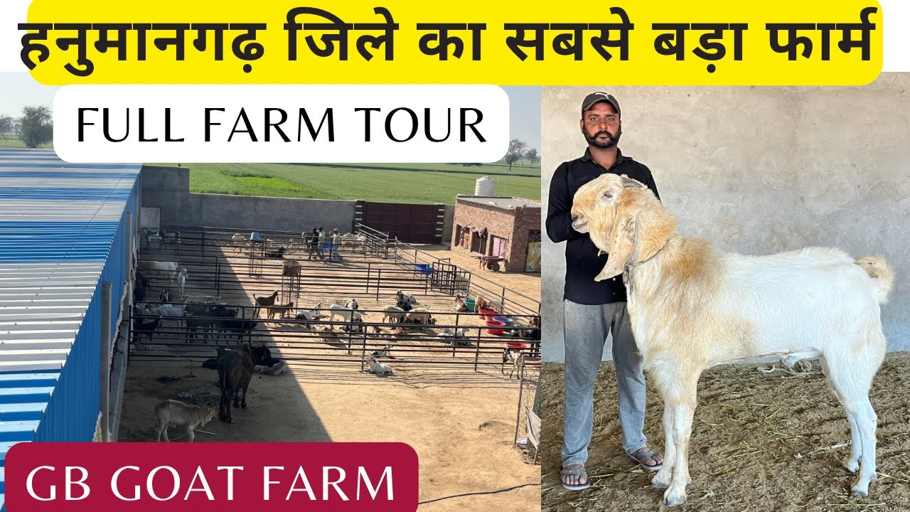 हनुमानगढ़ जिले का सबसे बड़ा बकरे बकरियों का फार्म ! Full Farm tour #biggoatfarm 