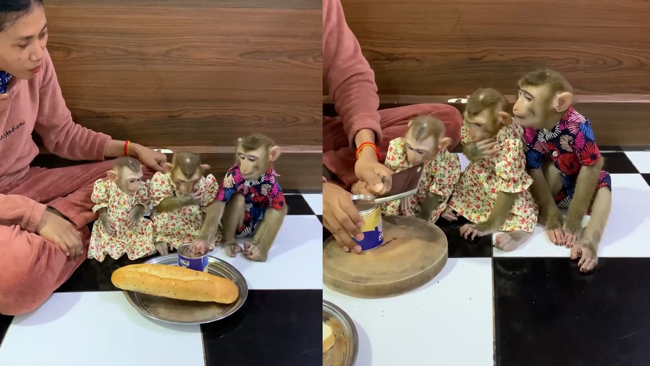 Cute Monkey Family Compilation: Chores, Cozy Towels & Yummy Snacks! 🐒🍞🥭