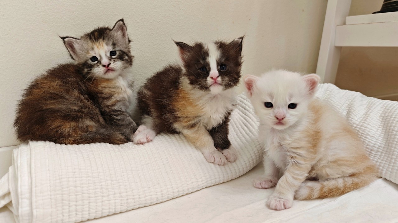 An Army Of Cute Kittens!