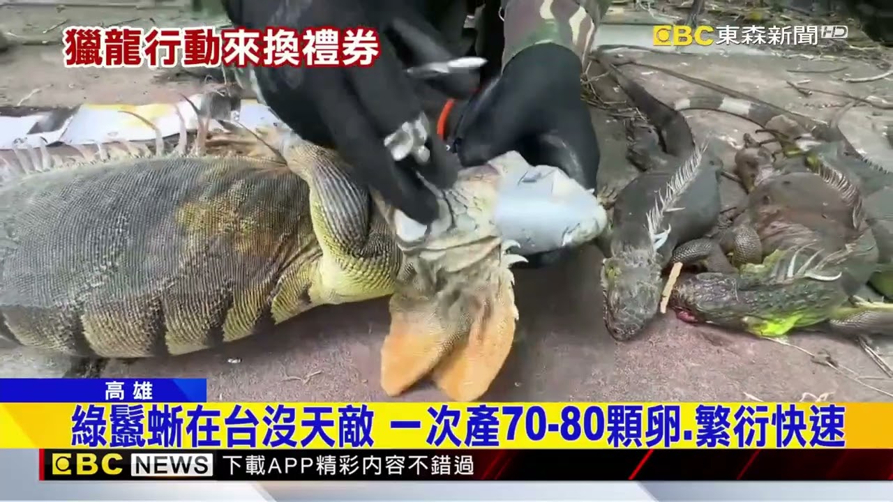 鼓勵民間獵綠鬣蜥 9月起每隻成蜥能換「300元禮券」@newsebc