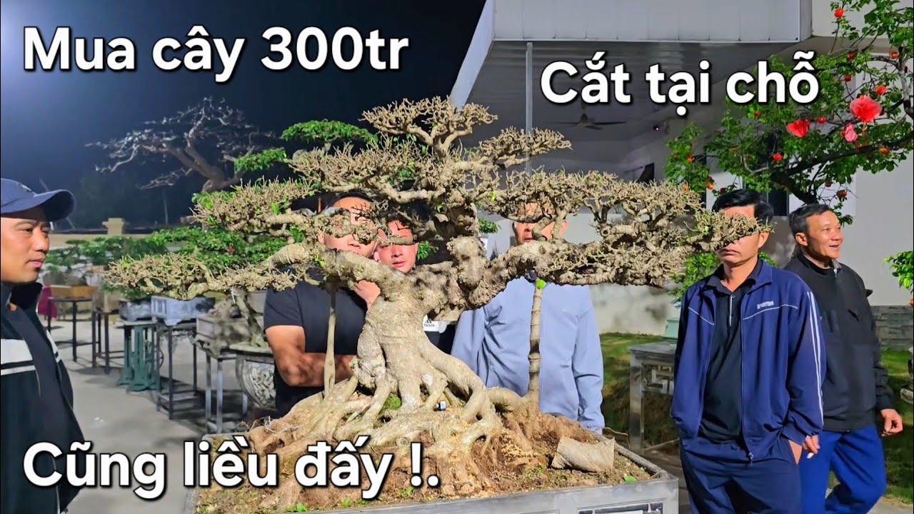 Mọi người vây kín để xem Mạnh mía mua cây 300tr cắt tại chỗ 
