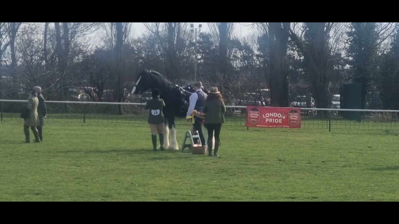 Shire Horse National Show Ridden Class