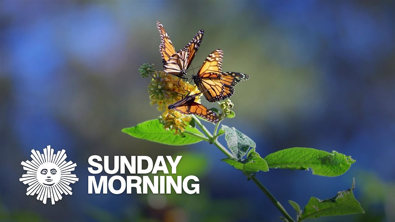 Nature: Monarch butterflies in California