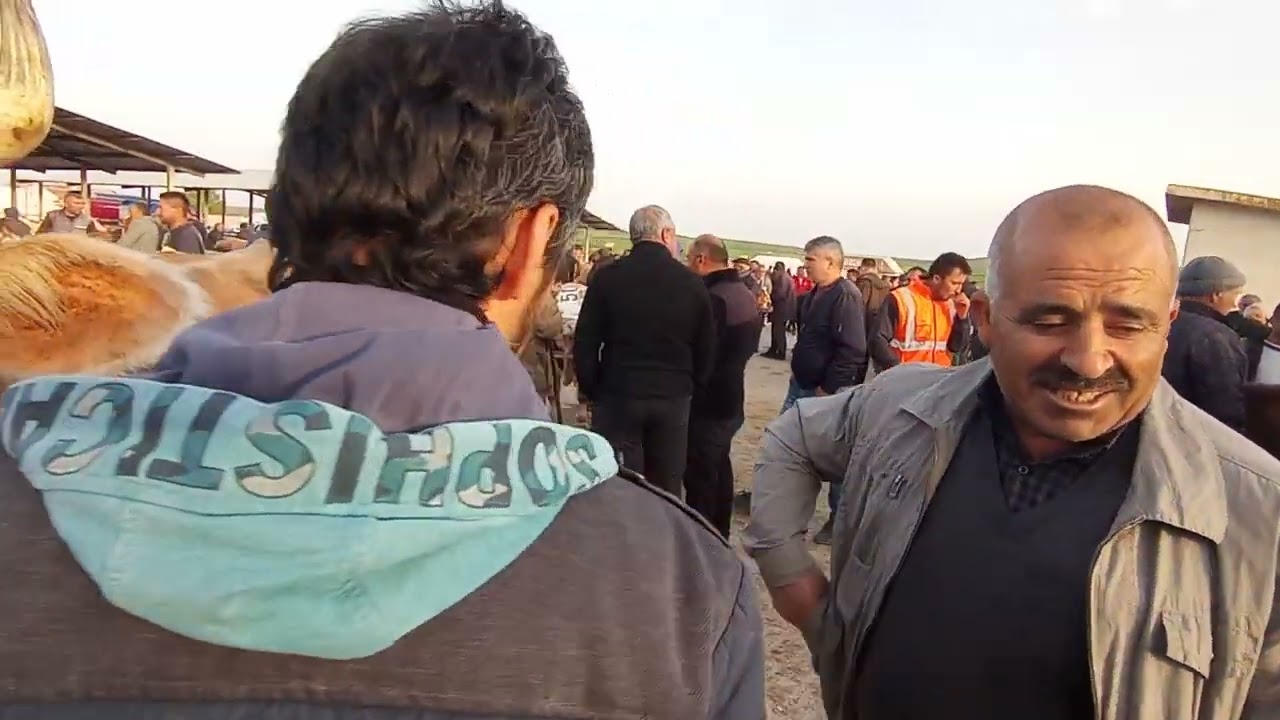 ÇORUM SUNGURLU HAYVAN PAZARI BÜYÜKBAŞ 18 NİSAN ÇEKİMİ 20 NİSAN 2. BÖLÜM