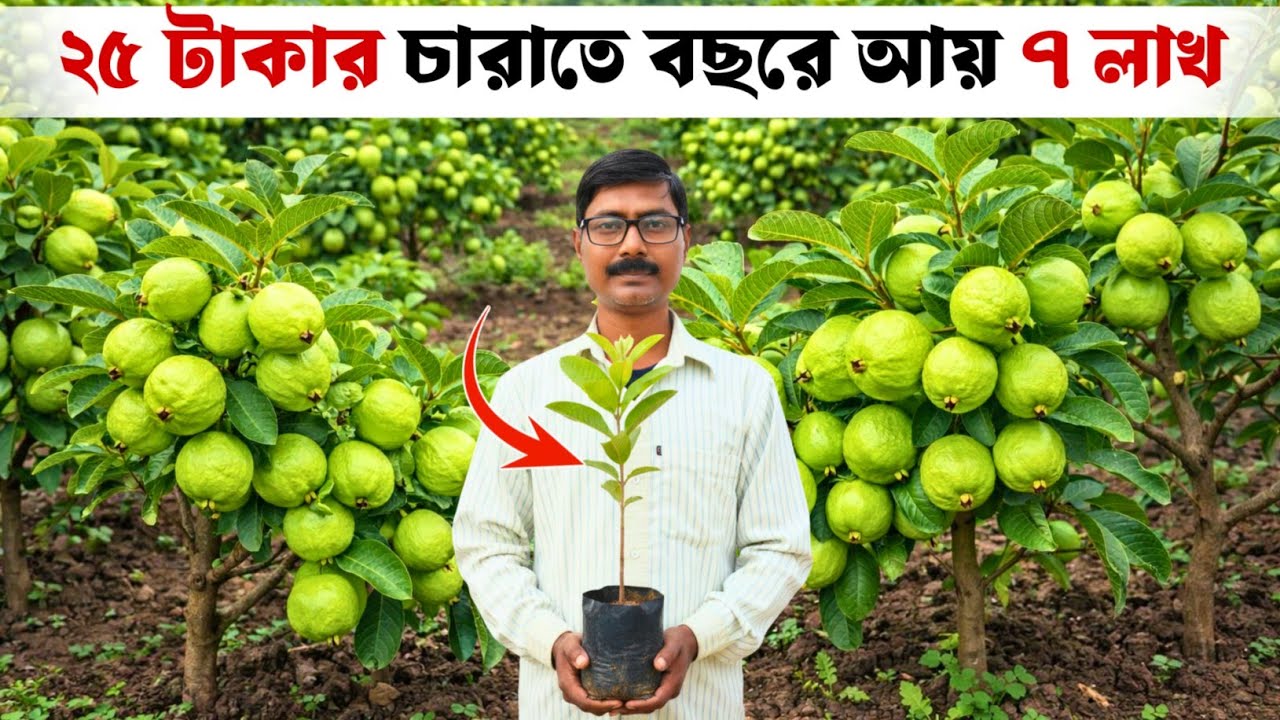 বারোমাসি Golden 8 পেয়ারা চাষের আসল সত্য হিসাব || গোল্ডেন ৮ পেয়ারা চাষ পদ্ধতি