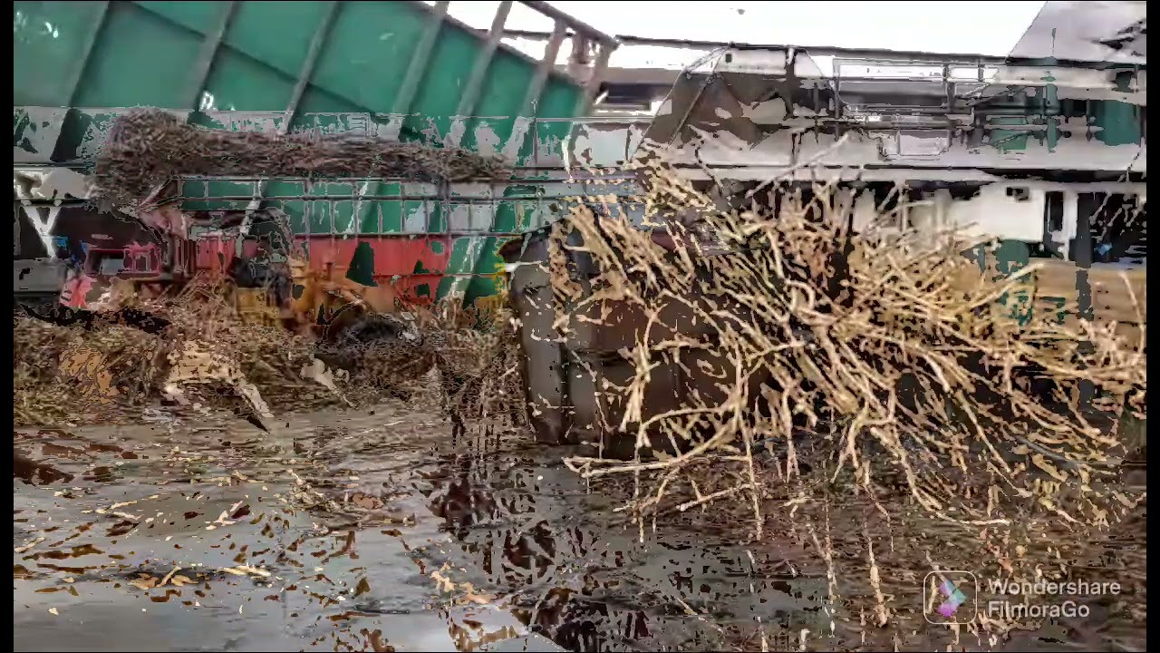 Hawaian transloading Silay | Hawaian sugar company  #22