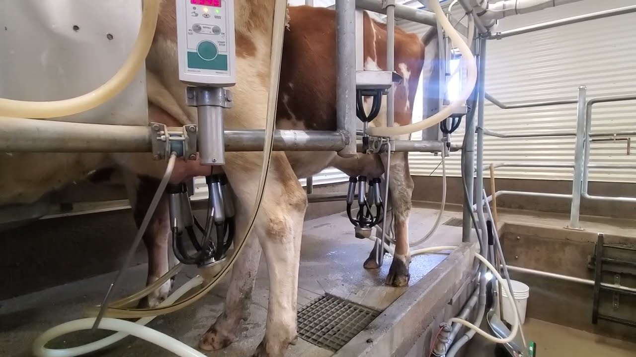 Double 4 Herringbone Parlor Milking Guernsey Cows