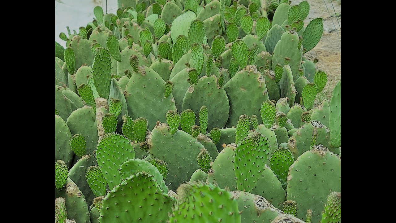 Melga CON PLÁSTICO - Micro TUNEL mira los RESULTADOS para INVIERNO