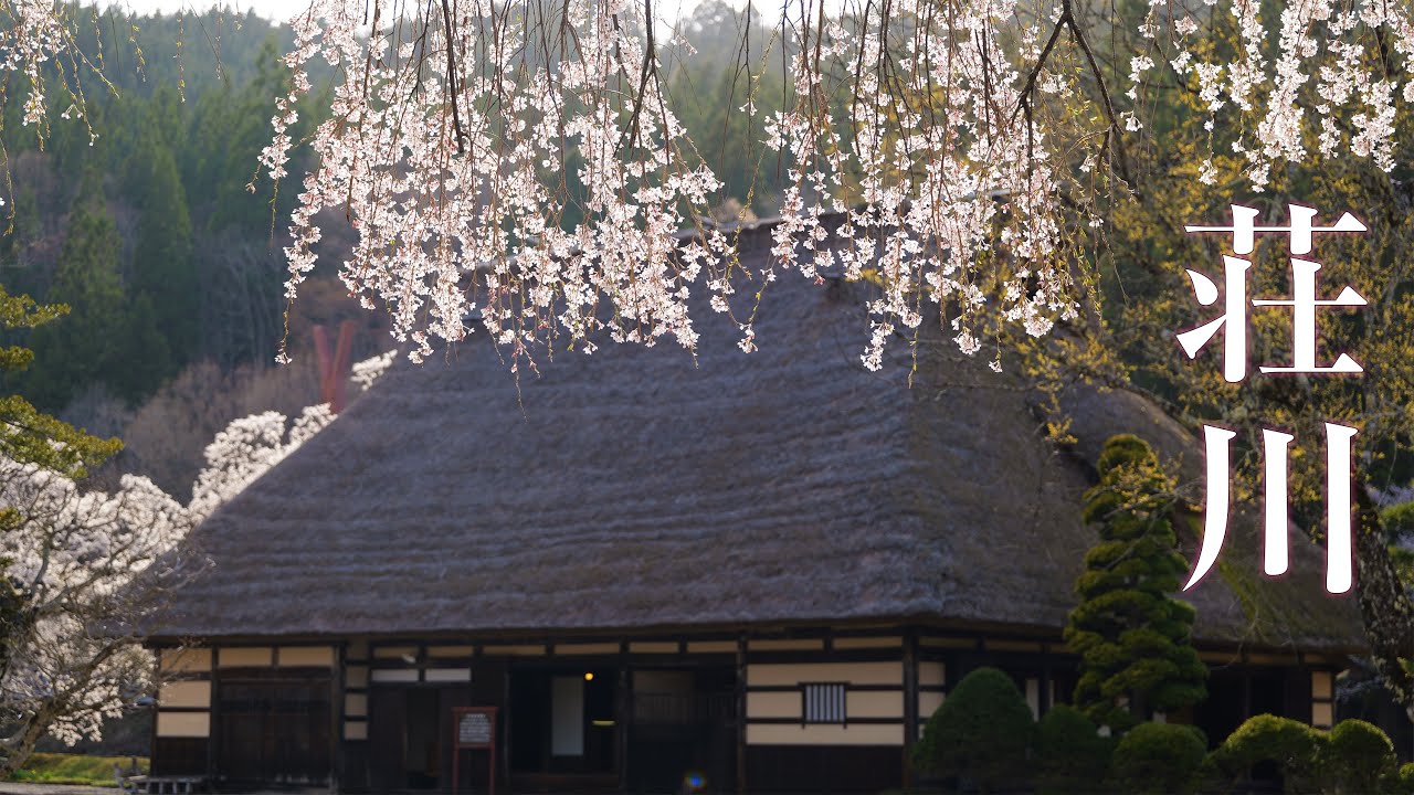 【飛騨荘川】樹齢450年の荘川桜『３年に一度の躍動感』 Shokawa-No-Sato & SHOKAWA-ZAKURA 【HIDA-JAPAN】 - 4K高画質＋Original BGM -