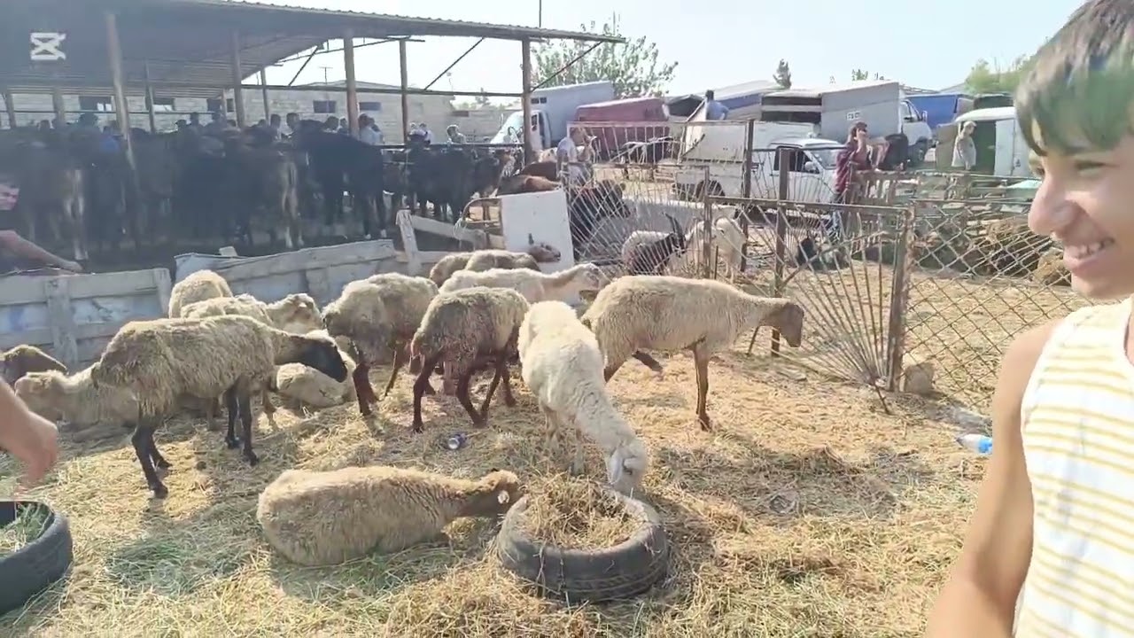 Maştağa Qoyun bazarı 