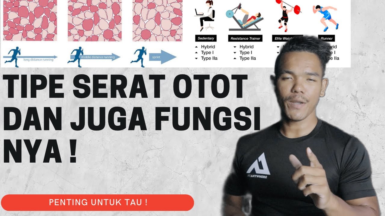 TIPE SERAT OTOT DAN JUGA FUNGSINYA