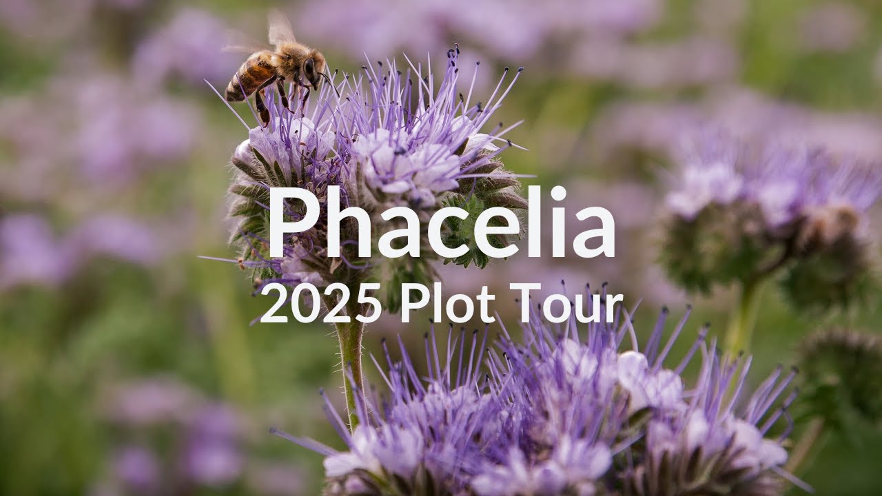 Facelia - pole testowe na roślinę okrywową 2025