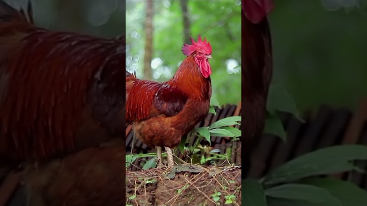 CUTE LITTLE ANIMALS, Animal Sounds, Funny farm animals