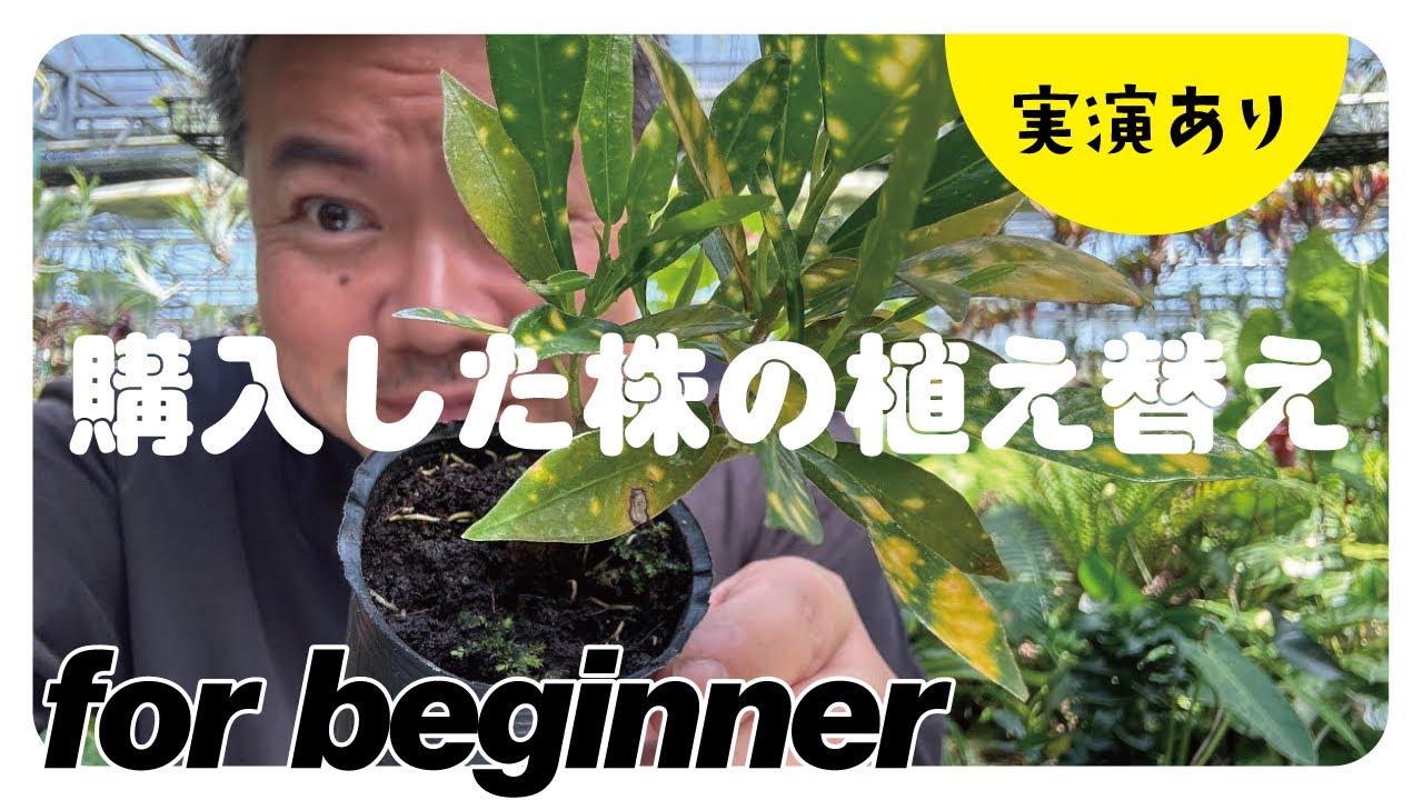 【初心者】観葉植物を購入後にすぐ植え替える問題を解説❗️