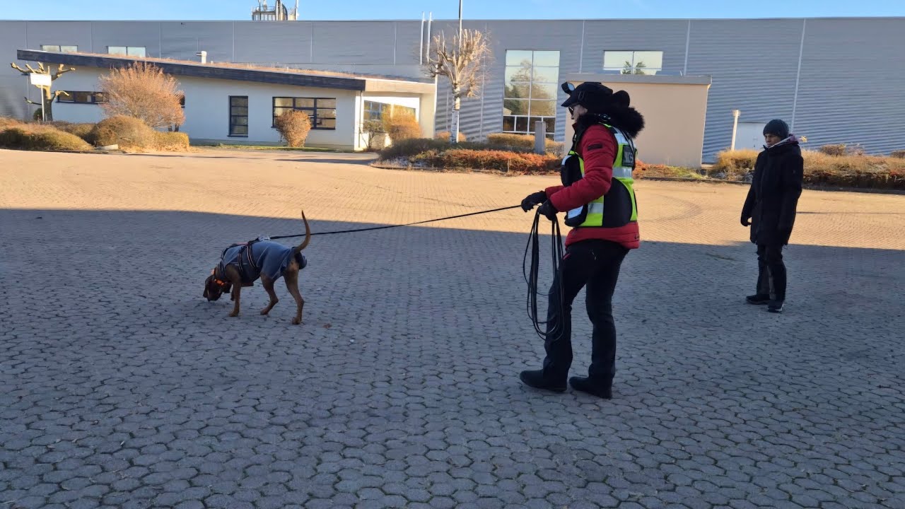 Ein Geruchsträger, zwei Gerüche - welchen arbeitet der Hund zuerst?