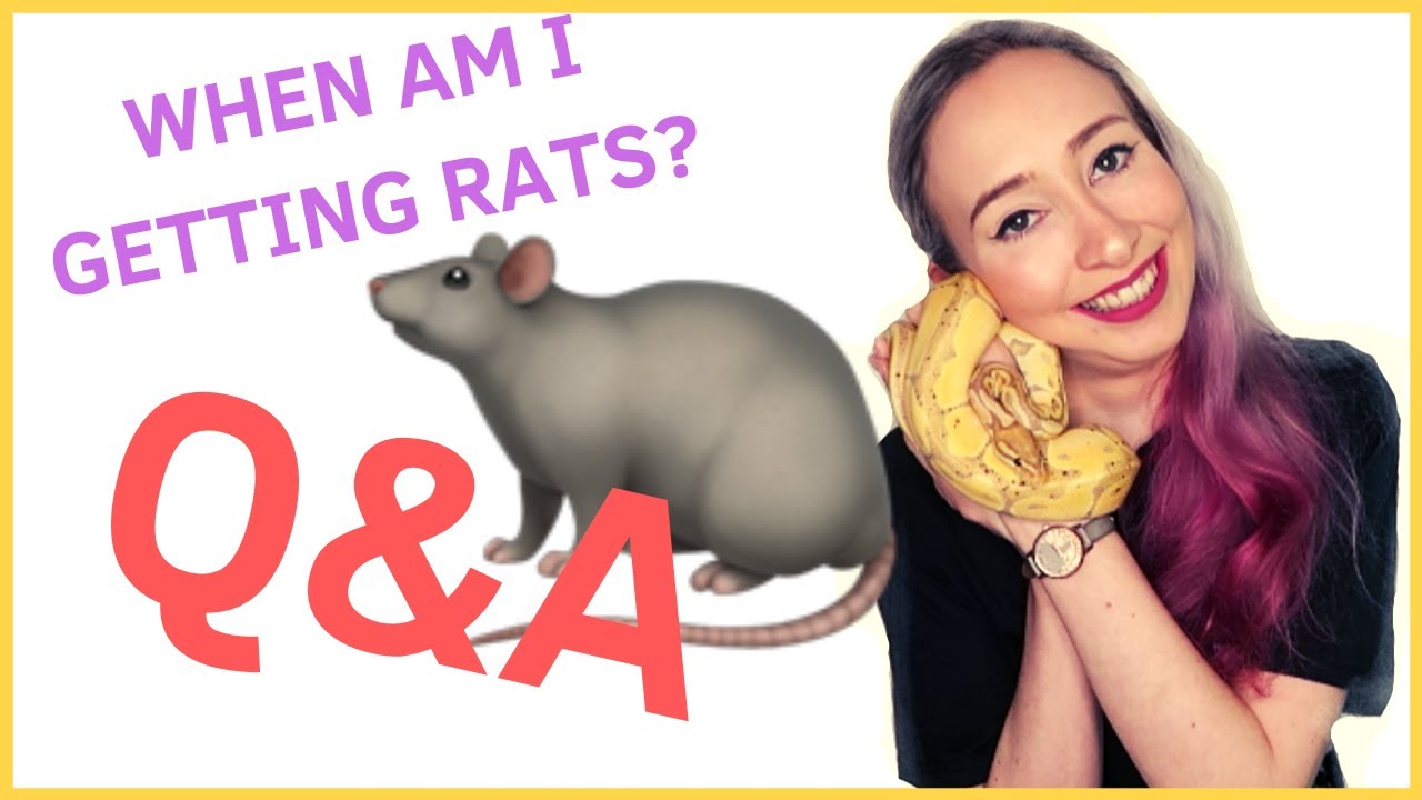 WHATS MY FAVOURITE SNAKE & WHEN AM I GETTING RATS? |  Ask Anacondriac
