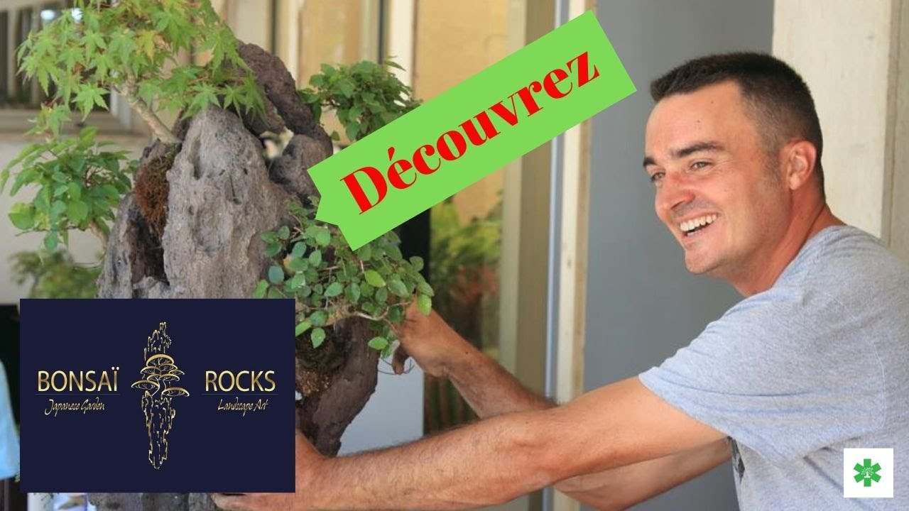 Découvre BONSAÏ ROCKS