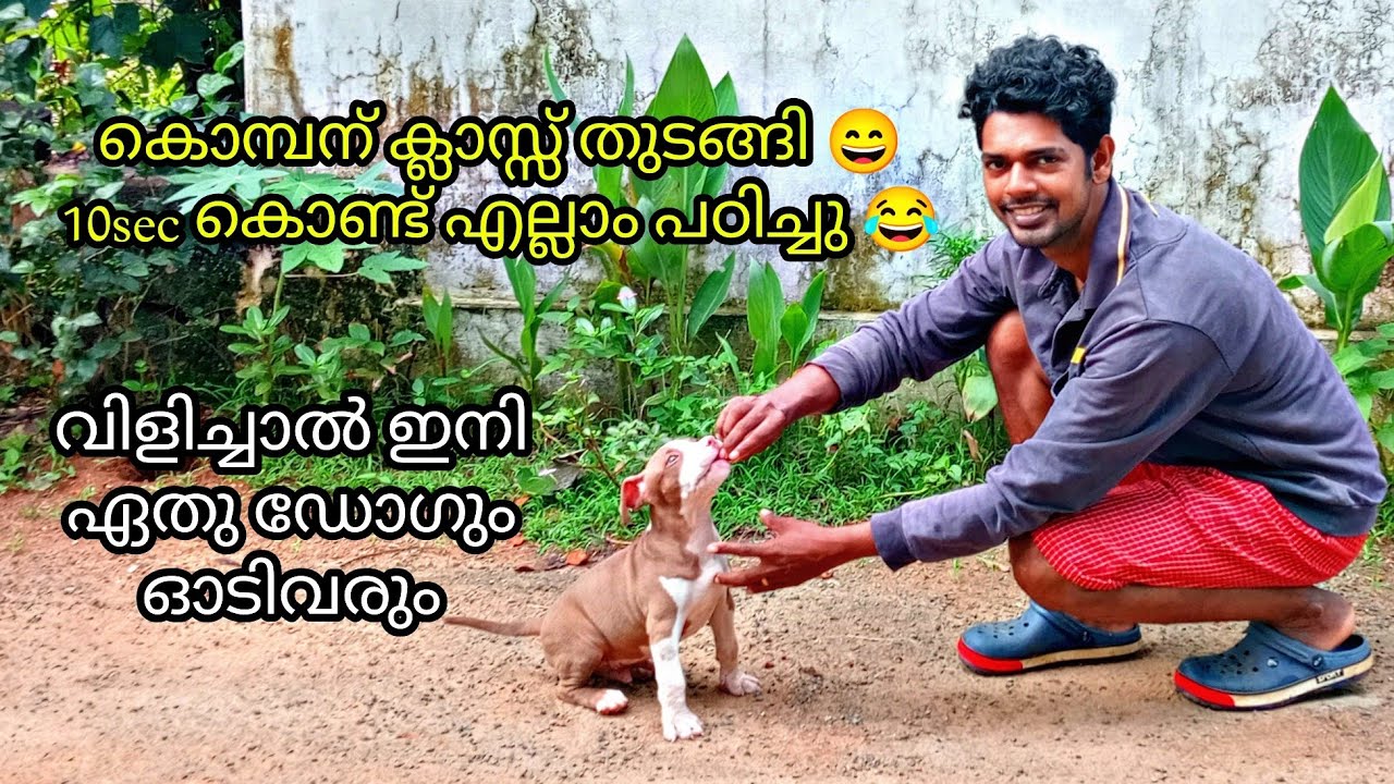 Home dog training pitbull puppy training..കൊമ്പന്റെ ട്രെയിനിങ് 😀